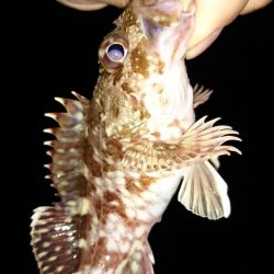 ガシラの魚影濃い